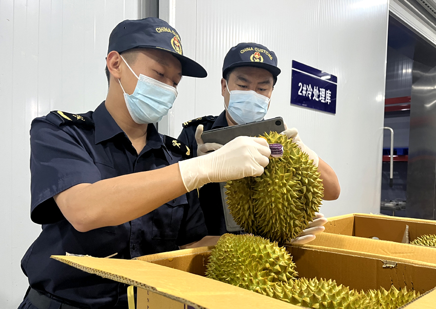 磨憨鐵路口岸綜合性指定監(jiān)管場地水果查驗區(qū)內(nèi)，海關關員正在查驗進口榴蓮。勐臘海關供圖