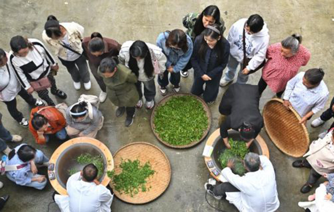 女子學(xué)堂助力茶產(chǎn)業(yè)